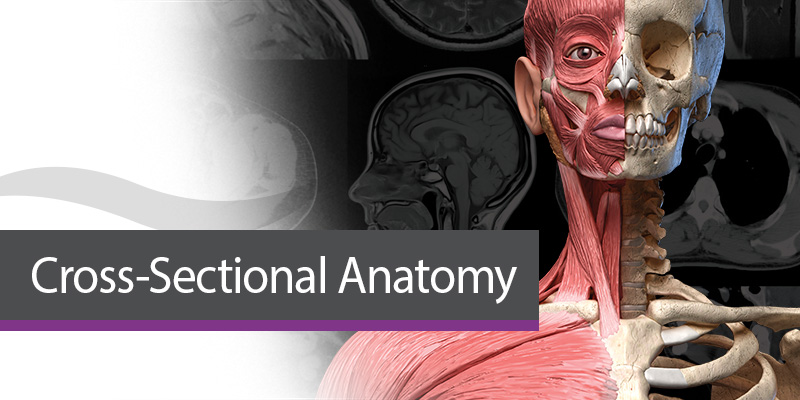 Sectional Anatomy Essentials: The Series